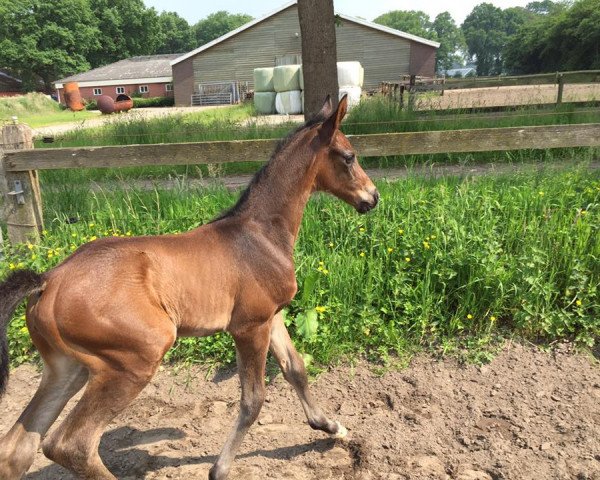 Springpferd Lanerma F (KWPN (Niederländisches Warmblut), 2016, von Kannan)