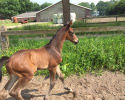 jumper Lanerma F (KWPN (Royal Dutch Sporthorse), 2016, from Kannan)