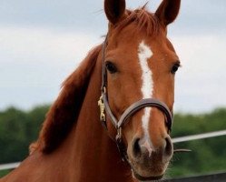 jumper Luca Toni 31 (Hanoverian, 2008, from Ludwig von Bayern 168 FIN)