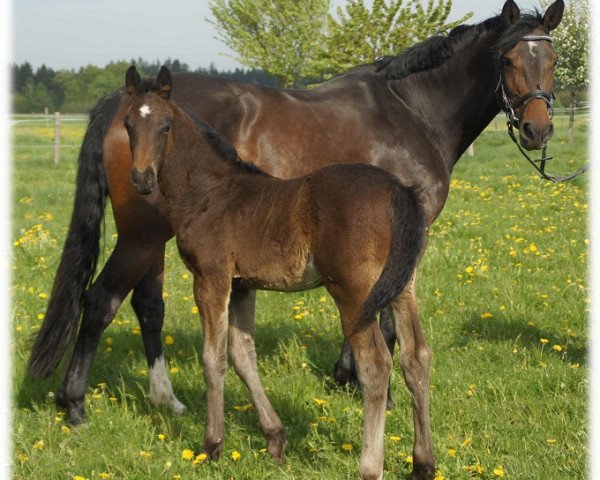 broodmare Naomi (Oldenburg show jumper, 2006, from Nintender)