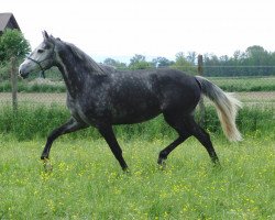 Pferd Lusitano Stute Stierkampflinie 2009 (Lusitano, 2009)