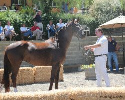 dressage horse Felicity (Oldenburg, 2008, from Farewell III)