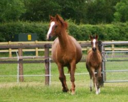 broodmare Artieka (Oldenburg, 2001, from Welton)