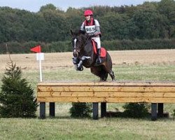 dressage horse Coady Bay Artique (Oldenburg, 2005, from Farewell III)