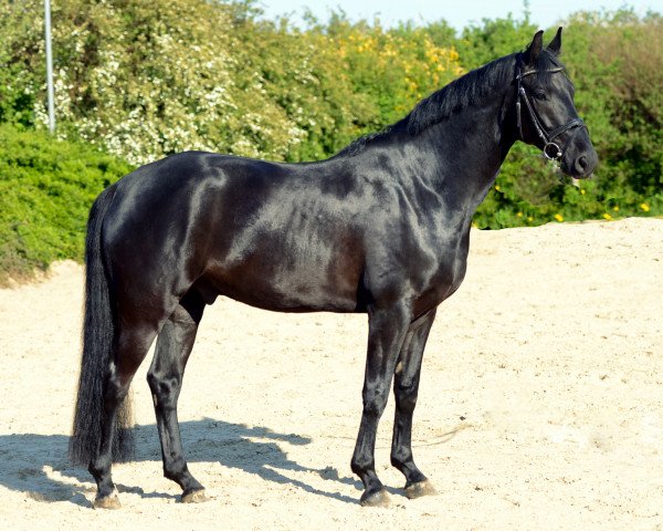 horse Don Juan 174 (Hanoverian, 2012, from Don Index)