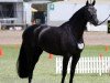 dressage horse Davrol Dancecard (ISSA Cob (Australia), 2011, from De Niro)