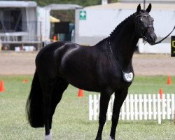 dressage horse Davrol Dancecard (ISSA Cob (Australia), 2011, from De Niro)