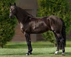 dressage horse Ferragamo APG Stables (Rhinelander, 2005, from Farewell III)