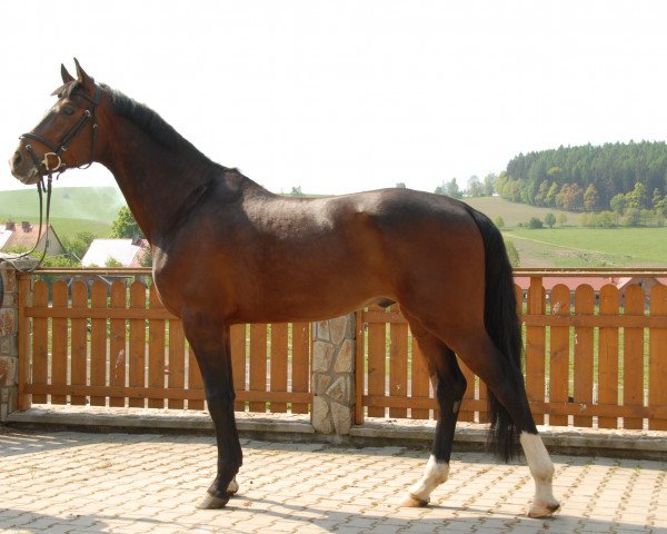 horse Mr Bojangles (Westphalian, 2009, from Jungh.n.gekört)