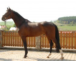 Pferd Mr Bojangles (Westfale, 2009, von Jungh.n.gekört)