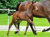 dressage horse Dampezzo (Hanoverian, 2012, from Decamerone 5)