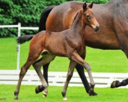 dressage horse Dampezzo (Hanoverian, 2012, from Decamerone 5)