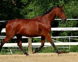 broodmare Ginella (Oldenburg, 1995, from Ile de Bourbon)