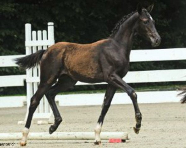 dressage horse Samba Saray (Hanoverian, 2012, from Sir Donnerhall I)