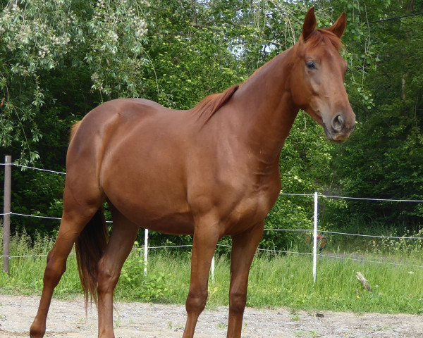 Dressurpferd Simply Red (Deutsches Sportpferd, 2014, von Samenco II K)