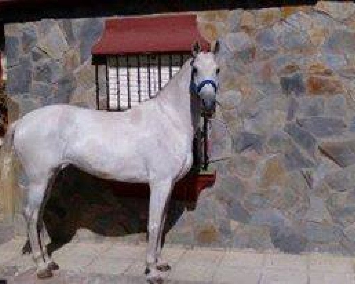 Pferd Griselda (Lusitano, 2009)
