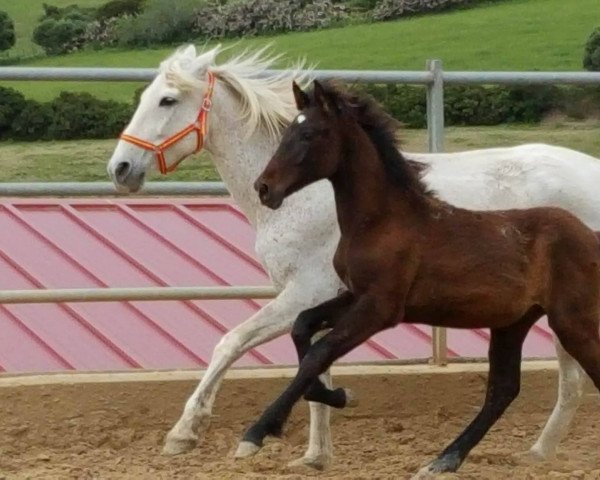 Pferd ALELI SAL (Pura Raza Espanola (PRE), 2001)