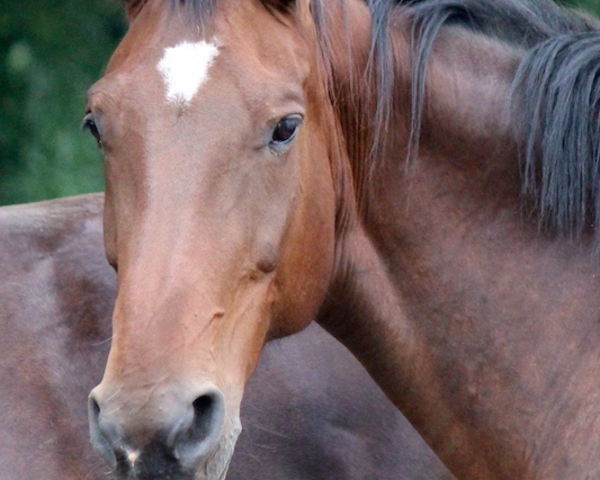 broodmare Greta (Oldenburg, 2001, from Charon)