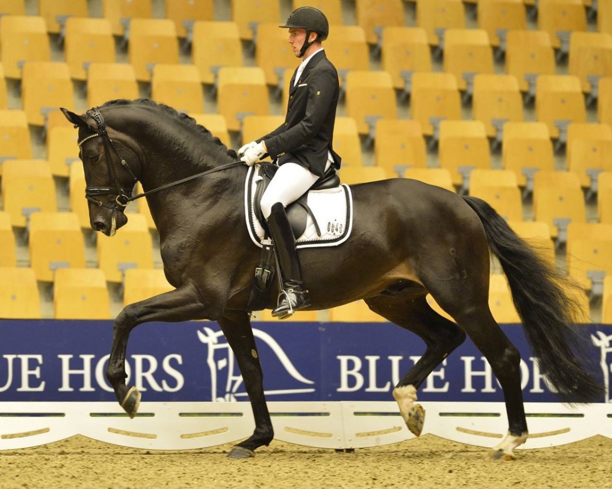 Dressurpferd Daytona Platinum (Oldenburger, 2011, von Dante Weltino Old)
