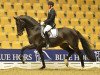 dressage horse Daytona Platinum (Oldenburg, 2011, from Dante Weltino Old)