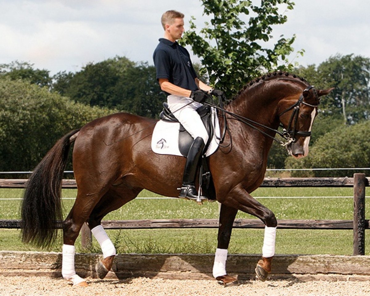 Deckhengst Don Romantic (Dänisches Warmblut, 1999, von Don Schufro)