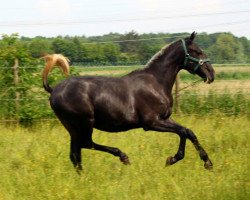 Zuchtstute Lusitano Stute aus Stierkampflinie 2015 (Lusitano, 2015)