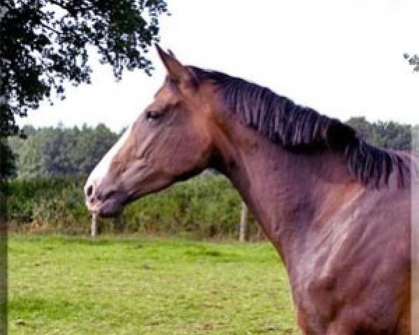 broodmare Frieda (Hanoverian, 2009, from Farewell III)