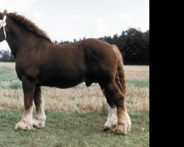 stallion Duell (Schleswig Heavy Draft, 1986, from Zeus)