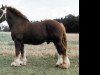 stallion Duell (Schleswig Heavy Draft, 1986, from Zeus)