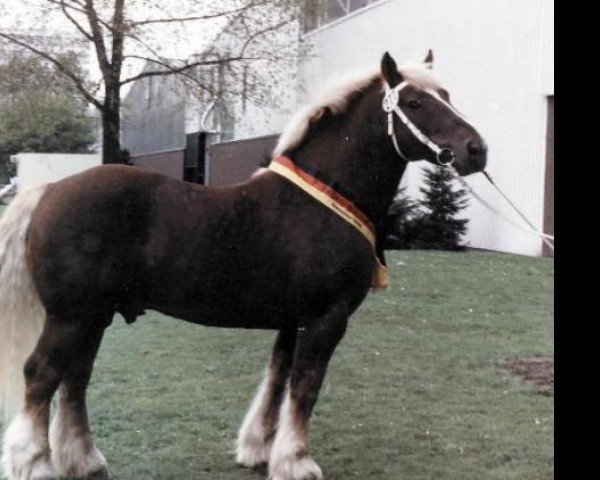 horse Varus 1580 (Schleswig Heavy Draft, 1980, from Odin 3242)