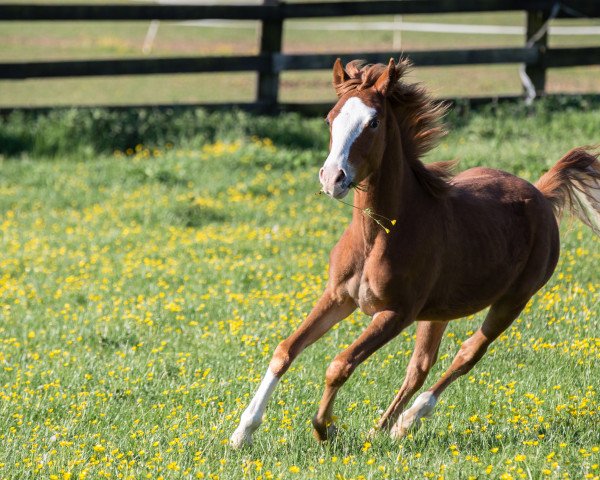 Springpferd Call me Caspar (Welsh Pony (Sek.B), 2015, von Champino)