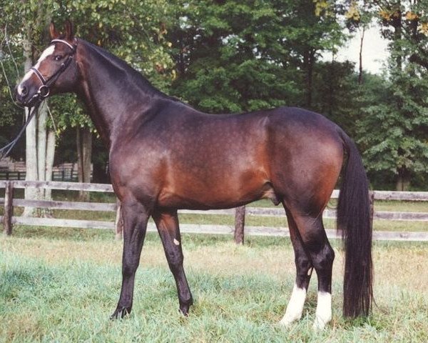 stallion Wallstreet Kid (Hanoverian, 1989, from Warkant)