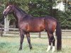 stallion Wallstreet Kid (Hanoverian, 1989, from Warkant)