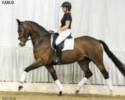 dressage horse Fablo (Hanoverian, 2008, from Farewell III)