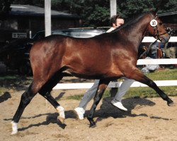 stallion Condor I (German Riding Pony, 1985, from Constantin)