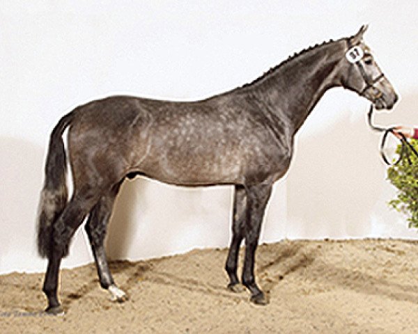 stallion Quinton (Holsteiner, 2005, from Quinar)