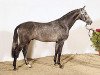 stallion Quinton (Holsteiner, 2005, from Quinar)