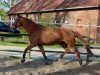 broodmare Galina (Hanoverian, 2002, from Gloucester)