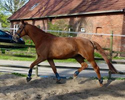 Springpferd Galina (Hannoveraner, 2002, von Gloucester)