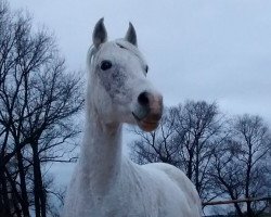 horse Farida Hibat el Haua (Arab half breed / Partbred, 2004, from Zafir)