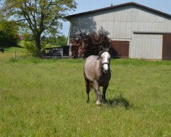 Springpferd Natacha van het Kapelhof (Belgisches Warmblut, 2013, von Inshallah de Muze)