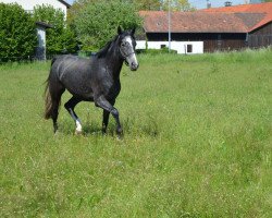 Springpferd I Am So Special vd Horsthoekho (KWPN (Niederländisches Warmblut), 2013, von Diarado)