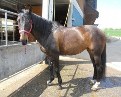 horse Valeska CH (Swiss Warmblood, 1999, from Voeu de Bonneville)