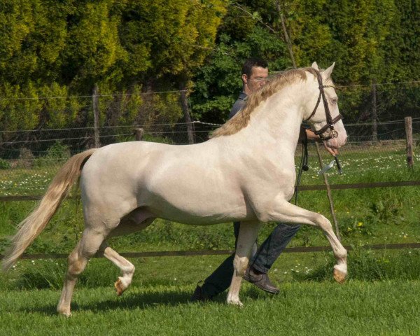 stallion Cassanova du Bois (German Riding Pony, 2013, from FS Champion de Luxe)