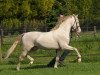 stallion Cassanova du Bois (German Riding Pony, 2013, from FS Champion de Luxe)