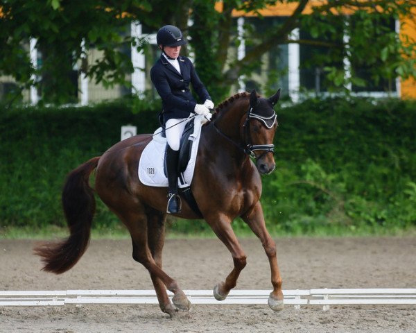 dressage horse Blomquist (Hanoverian, 2010, from Belissimo NRW)