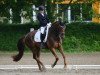 dressage horse Blomquist (Hanoverian, 2010, from Belissimo NRW)