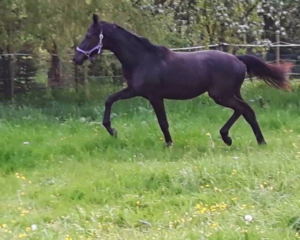 broodmare Lady Sunshine (German Sport Horse, 2015, from Lord Leopold 7)