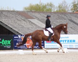 broodmare Quailind (Württemberger, 2010, from Quaterback)