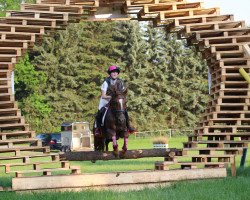 stallion Bob Dylan 2 (German Riding Pony, 2011, from Bon Jovi)